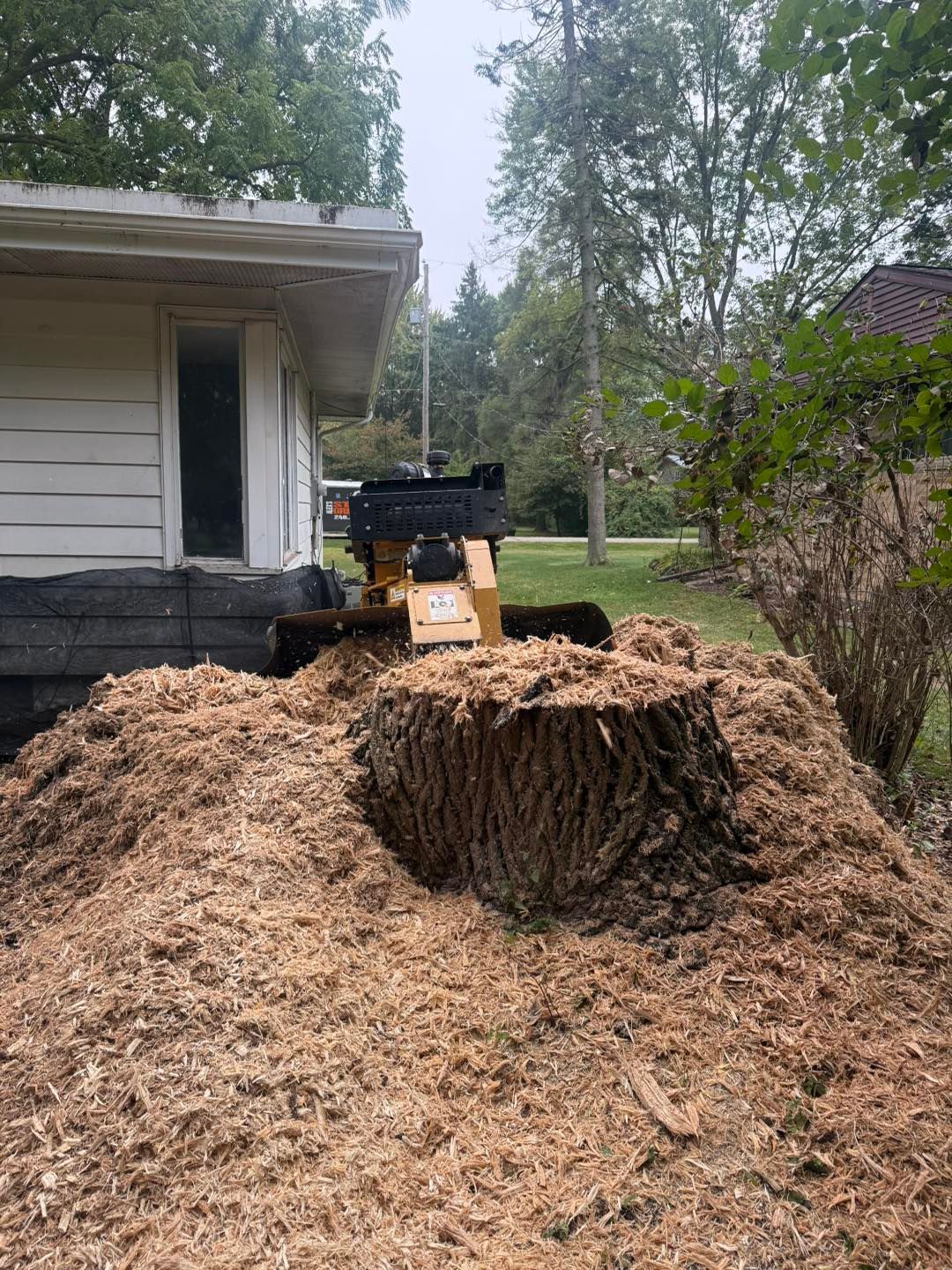 Stump grinder removing tree stump next to a house; wood chips pile up on the ground.