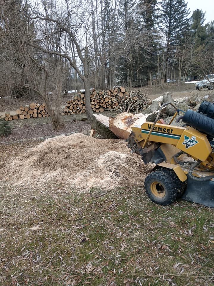Yellow stump grinder grinding a tree stump in a yard, woodchips pile up, firewood in the background.
