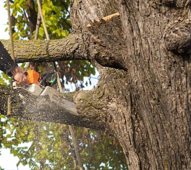 Hands wearing blue gloves pruning a tree branch with silver shears.
