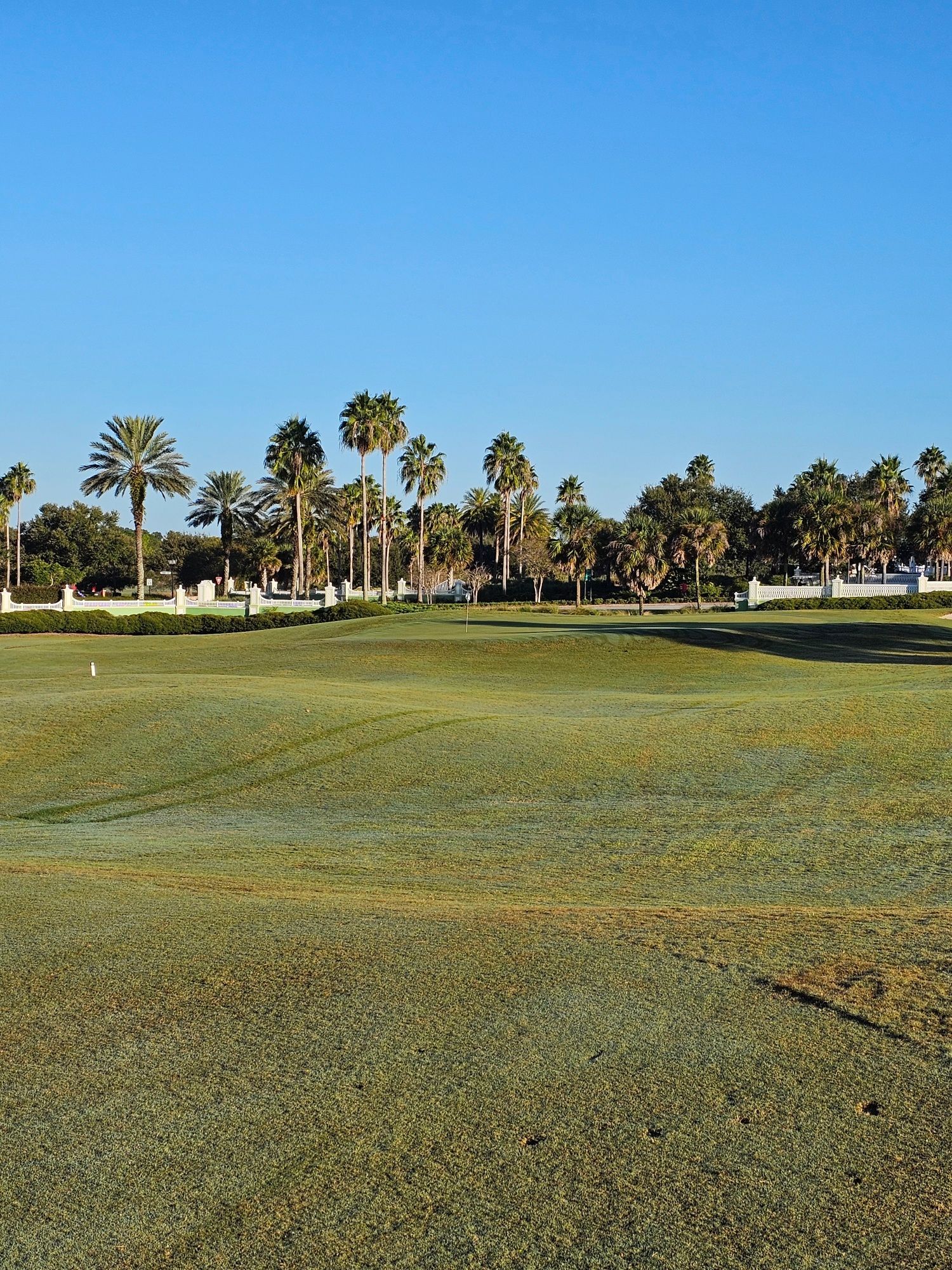 Green golf course with palm trees against a clear blue sky.