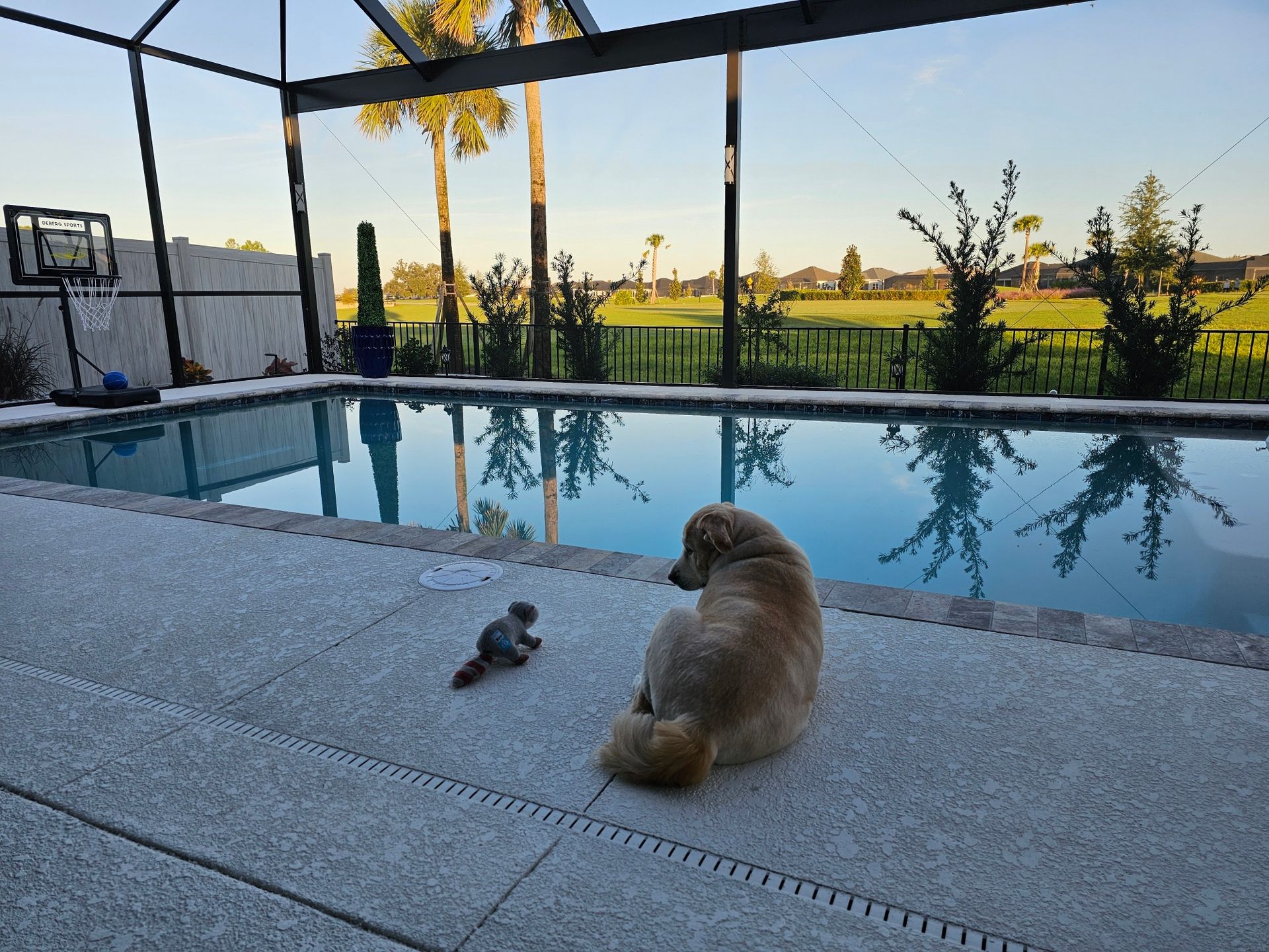 Golden retriever sitting beside a pool, looking at a toy. Palm trees and golf course in the background.