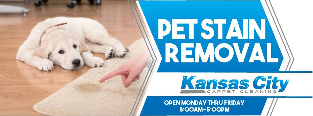 Yellow lab puppy getting punished for peeing on carpet