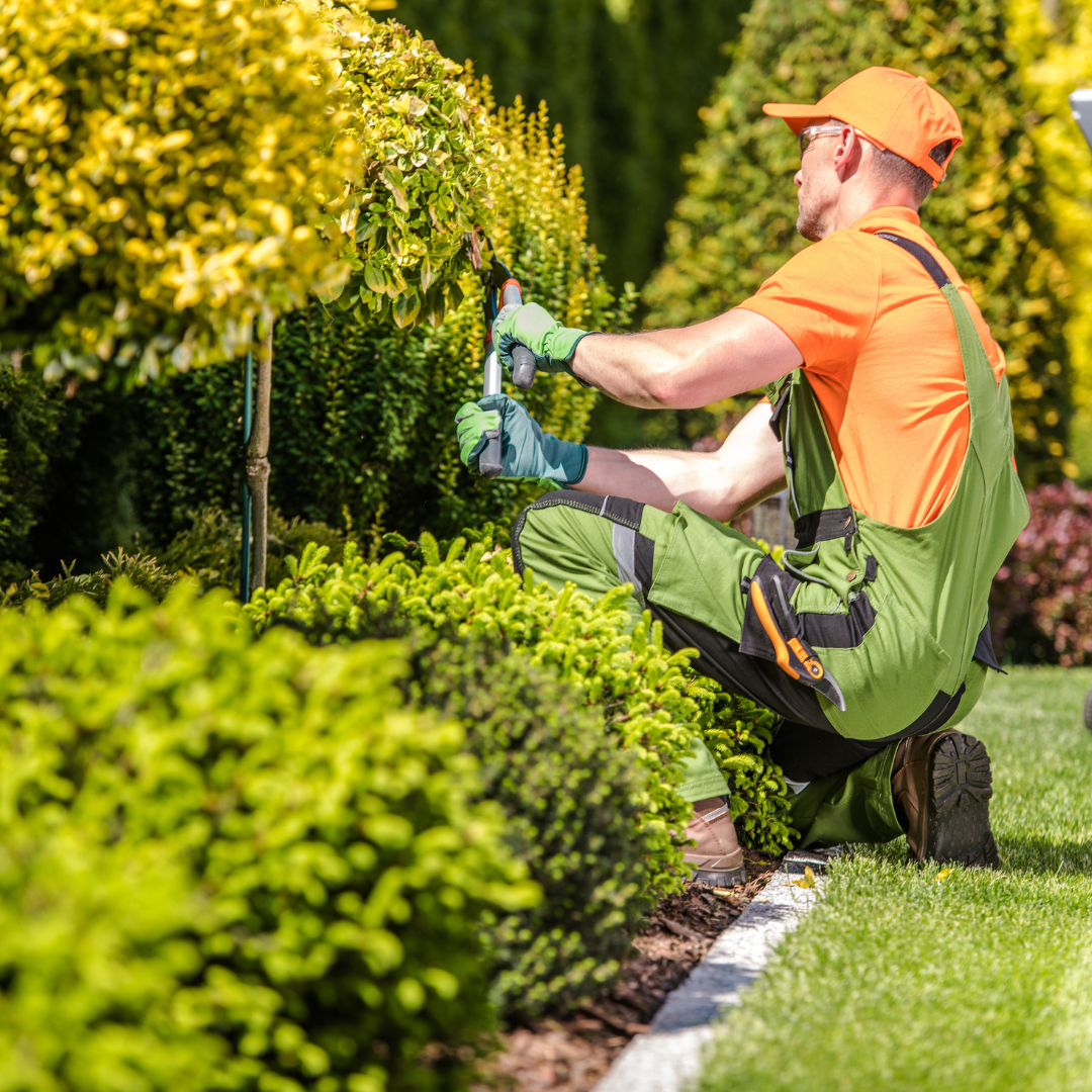 Gardener in orange and green overalls pruning a shrub in a sunny garden.