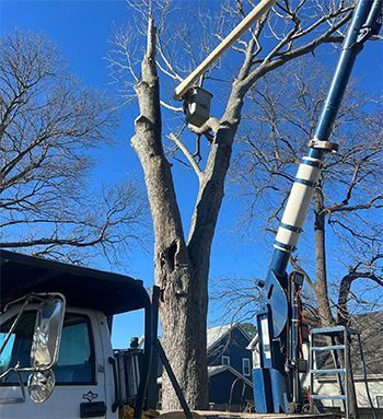 A truck is cutting a tree with a crane.