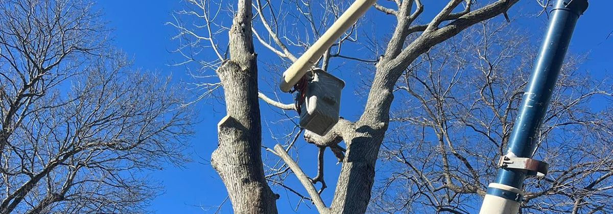 A person is cutting a tree with a chainsaw.
