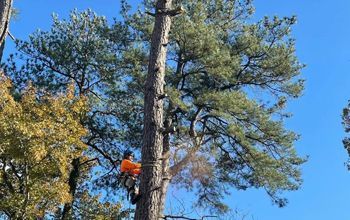 A man is climbing a tree with a chainsaw.