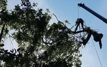 A man is cutting a tree with a crane.
