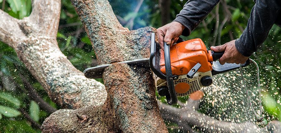 Person cutting a tree branch with an orange chainsaw. Sawdust flies in the air.