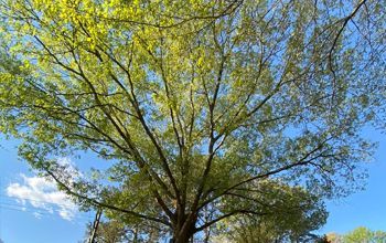 Looking up at a tree with lots of leaves against a blue sky.