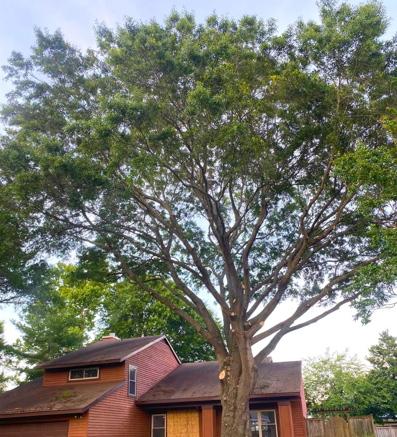 A house with a large tree in front of it