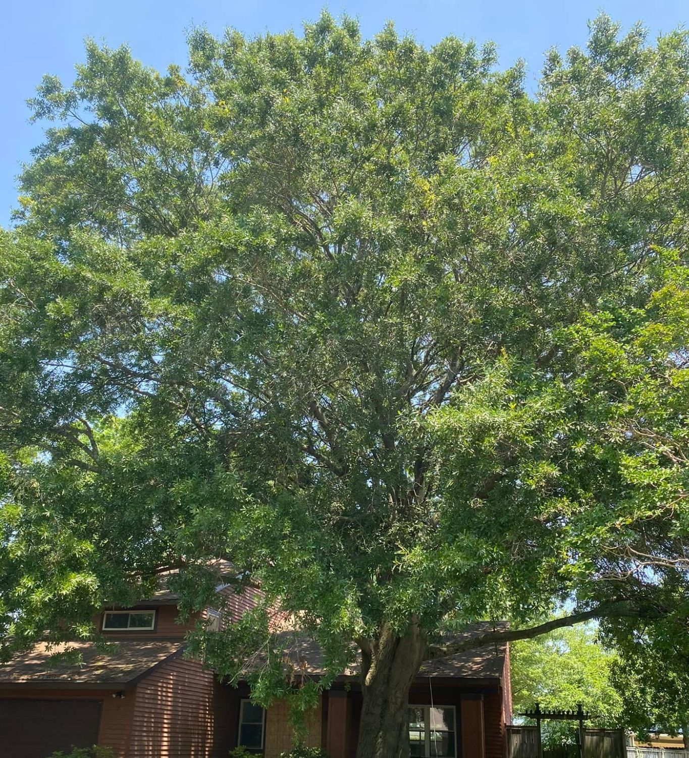 A large tree is in front of a house on a sunny day.