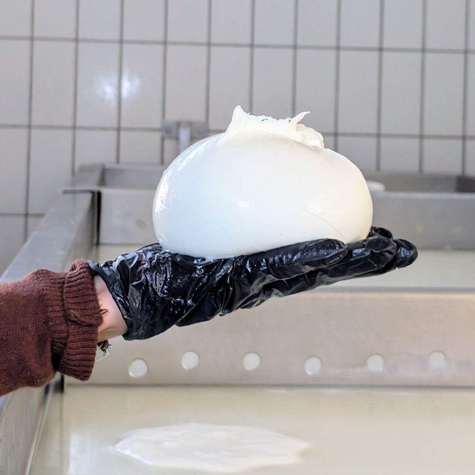 Persona che indossa un guanto nero e tiene in mano una grande palla bianca di burrata in cucina.