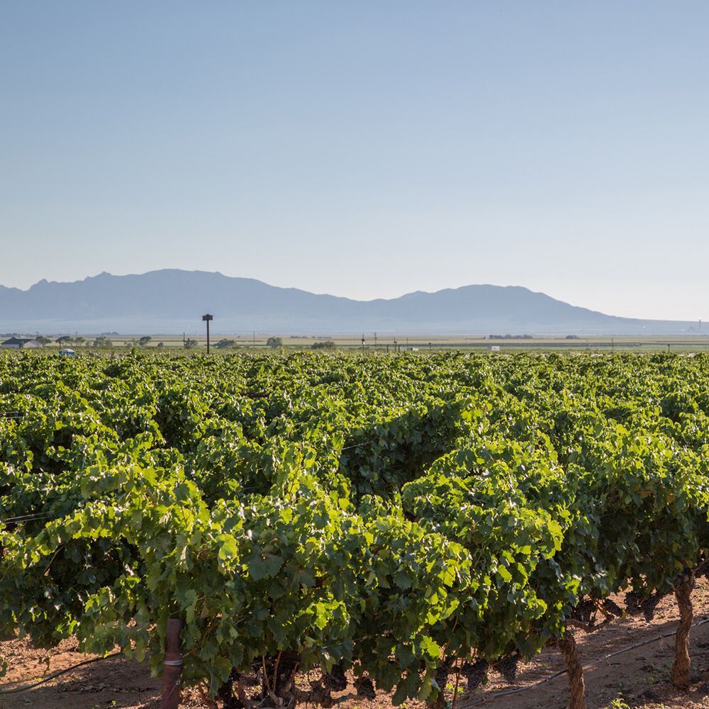 A vineyard with mountains in the background and a blue sky