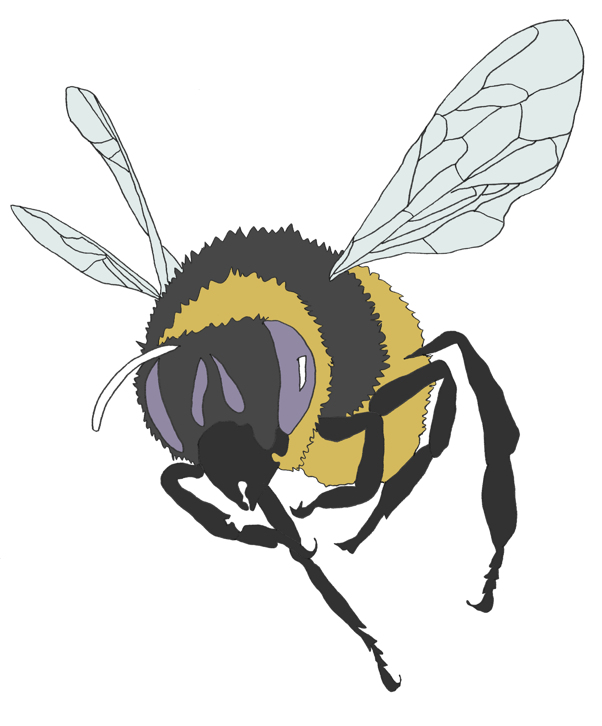 A close up of a bee with wings on a white background