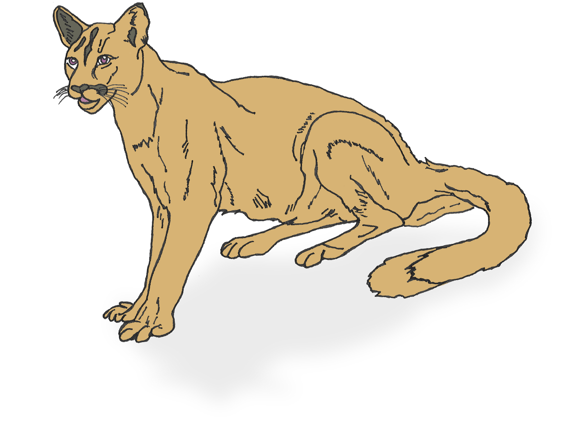 A drawing of a cat with a long tail