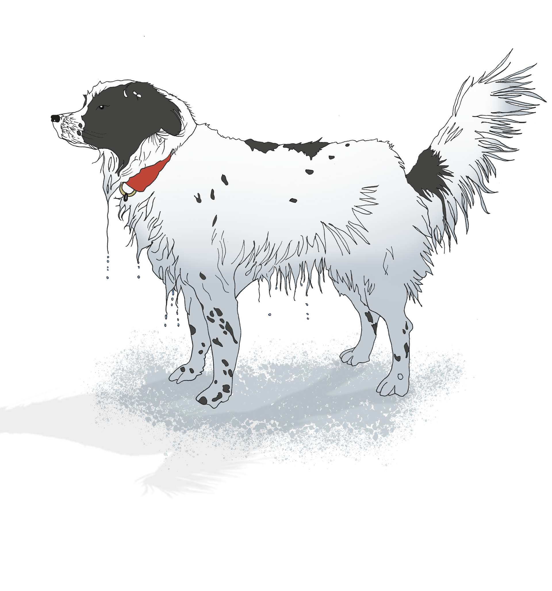 A black and white dog with a red collar