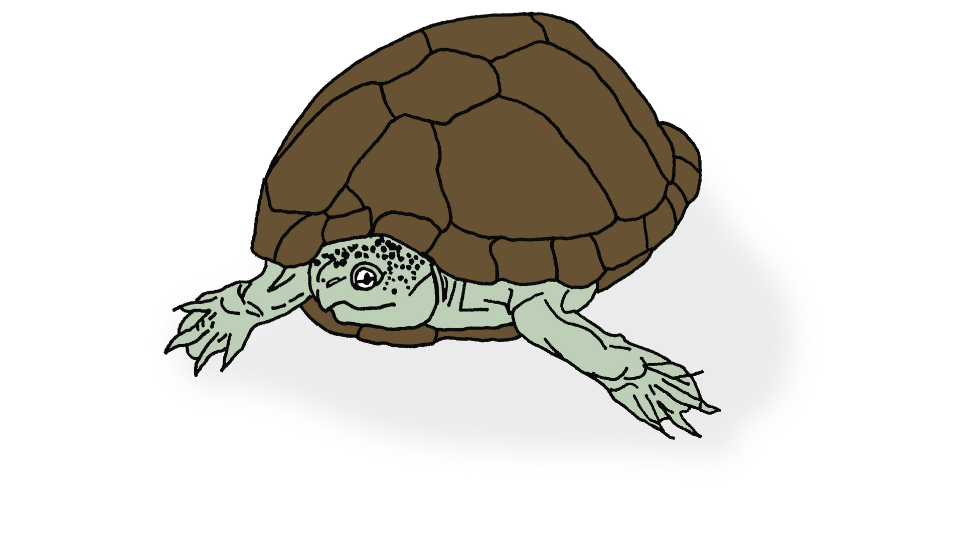 A drawing of a turtle on a white background