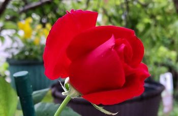 A close up of a red rose with a green stem.