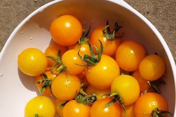 A white bowl filled with yellow tomatoes with green stems