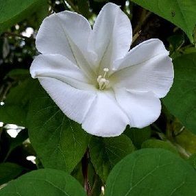 A white flower is surrounded by green leaves.