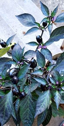 A close up of a plant with black berries and green leaves.