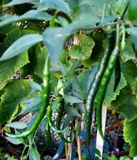 A bunch of green peppers are growing on a plant