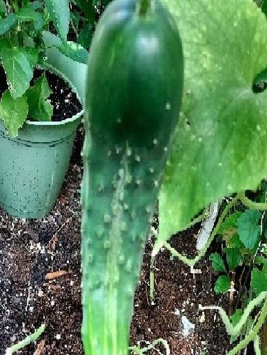 A green cucumber is growing in a garden next to a potted plant.