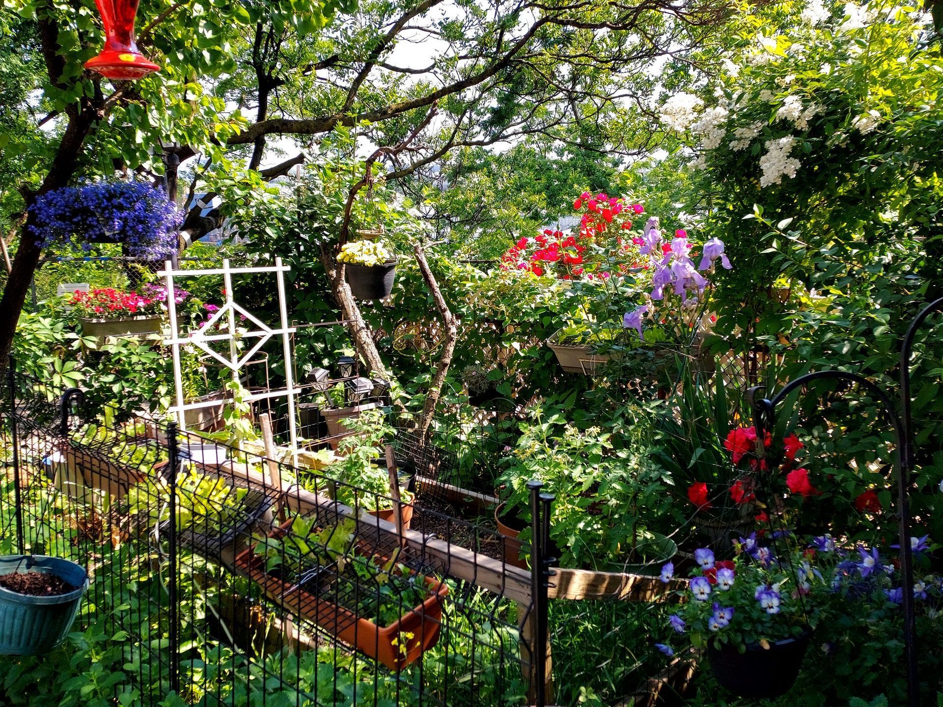 A garden with lots of flowers and a hummingbird feeder in 2024