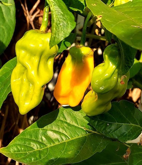Gorongo Pepper grown in Jersey City