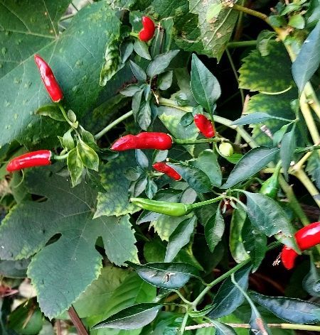 A bunch of red peppers are growing on a plant