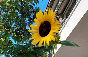 A sunflower is growing in front of a building