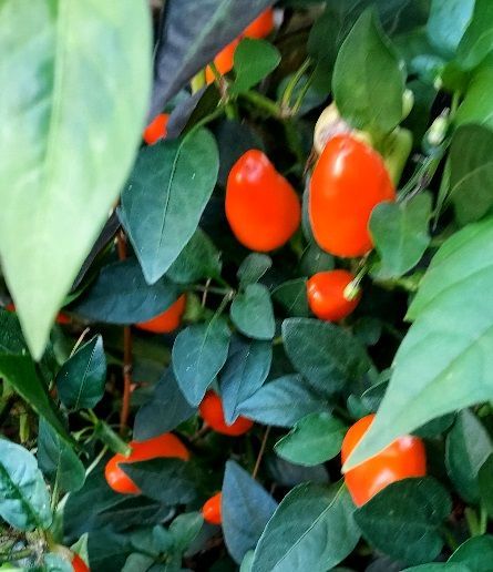 A bunch of orange peppers are growing on a plant