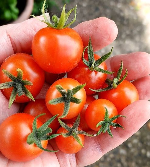 Cherry tomatoes grown in Jersey City