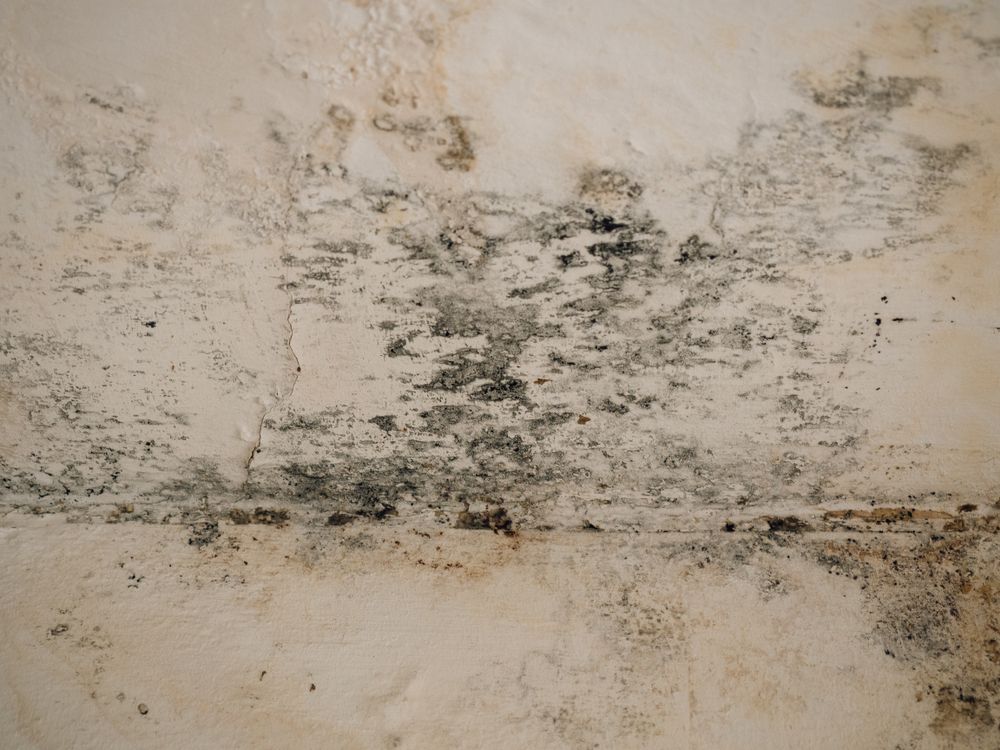 A Close Up of a White Wall With Black Mold Growing on It — Dynamic Services in Biloela, QLD