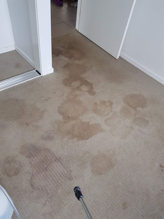 A Room With a Dirty Carpet and a Spray Bottle on the Floor — Dynamic Services in Limestone Creek, QLD