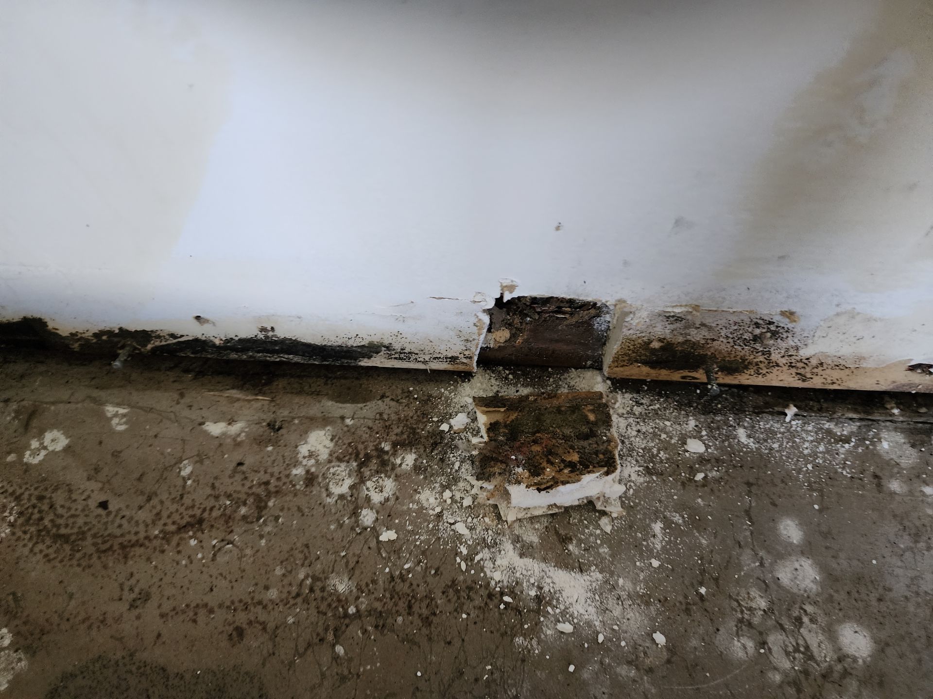 Rotting baseboard around a bathtub, showing mold and water damage. Concrete floor.— Dynamic Services in Yeppoon, QLD