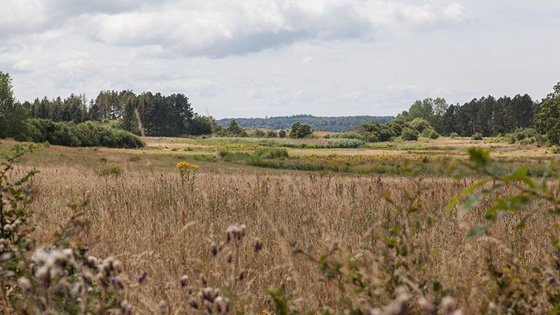 en mark med højt græs med træer i baggrunden på en overskyet dag.