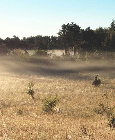 en mark med tørt græs med træer i baggrunden