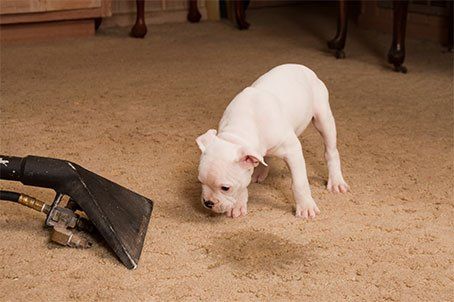 Carpet Cleaning Contracts — Dog Smelling the Stain in North Charleston, SC