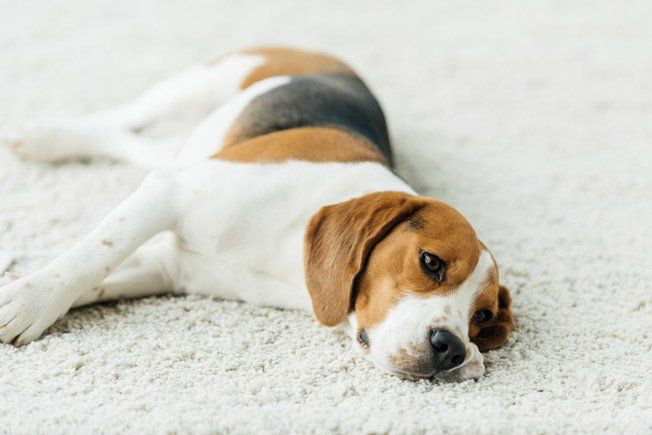 Cleaning Company — Dog On White Fluffy Carpet in North Charleston, SC