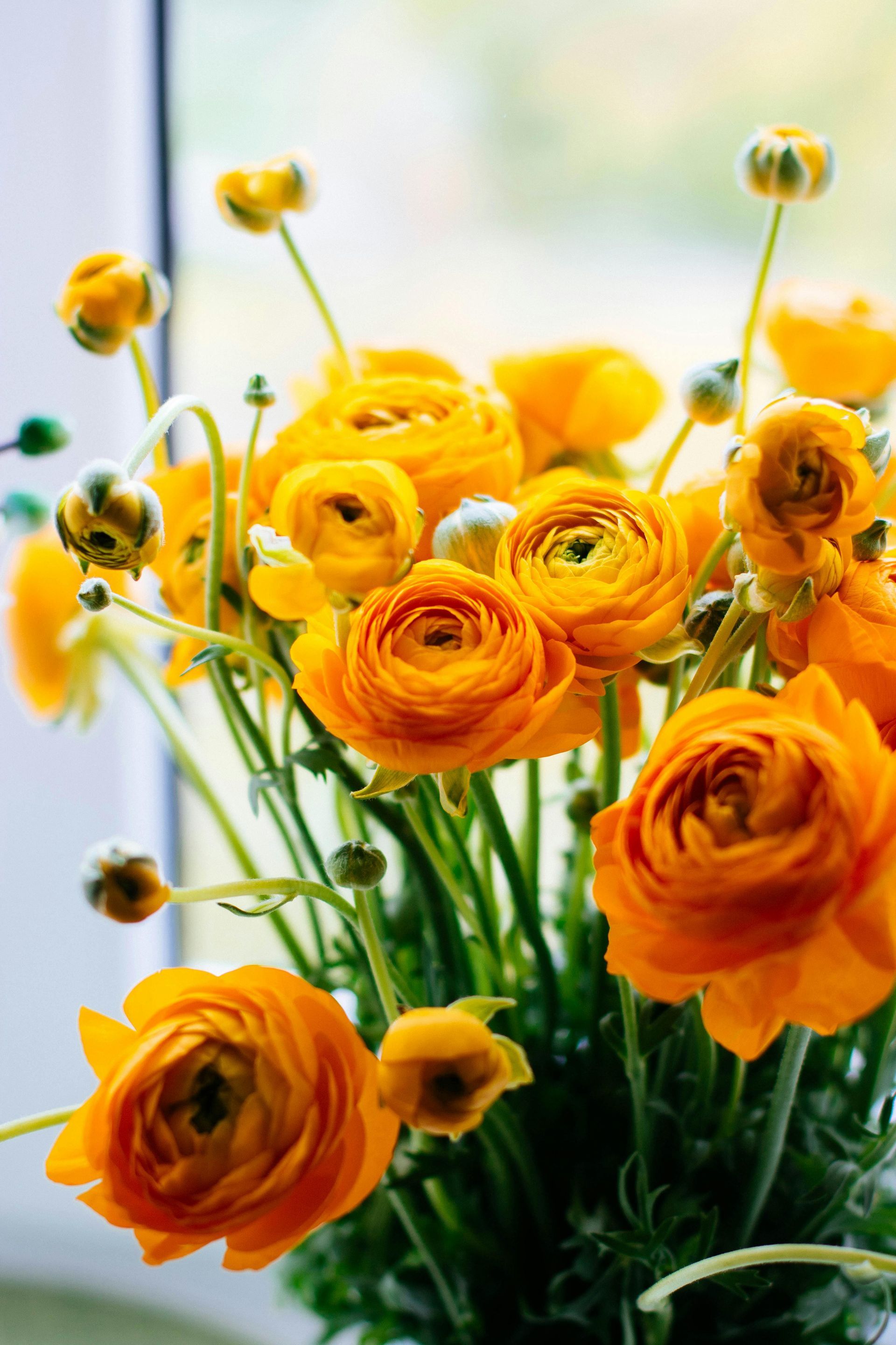 A vibrant bouquet of yellow and orange ranunculus flowers with green stems in a soft, bright setting.