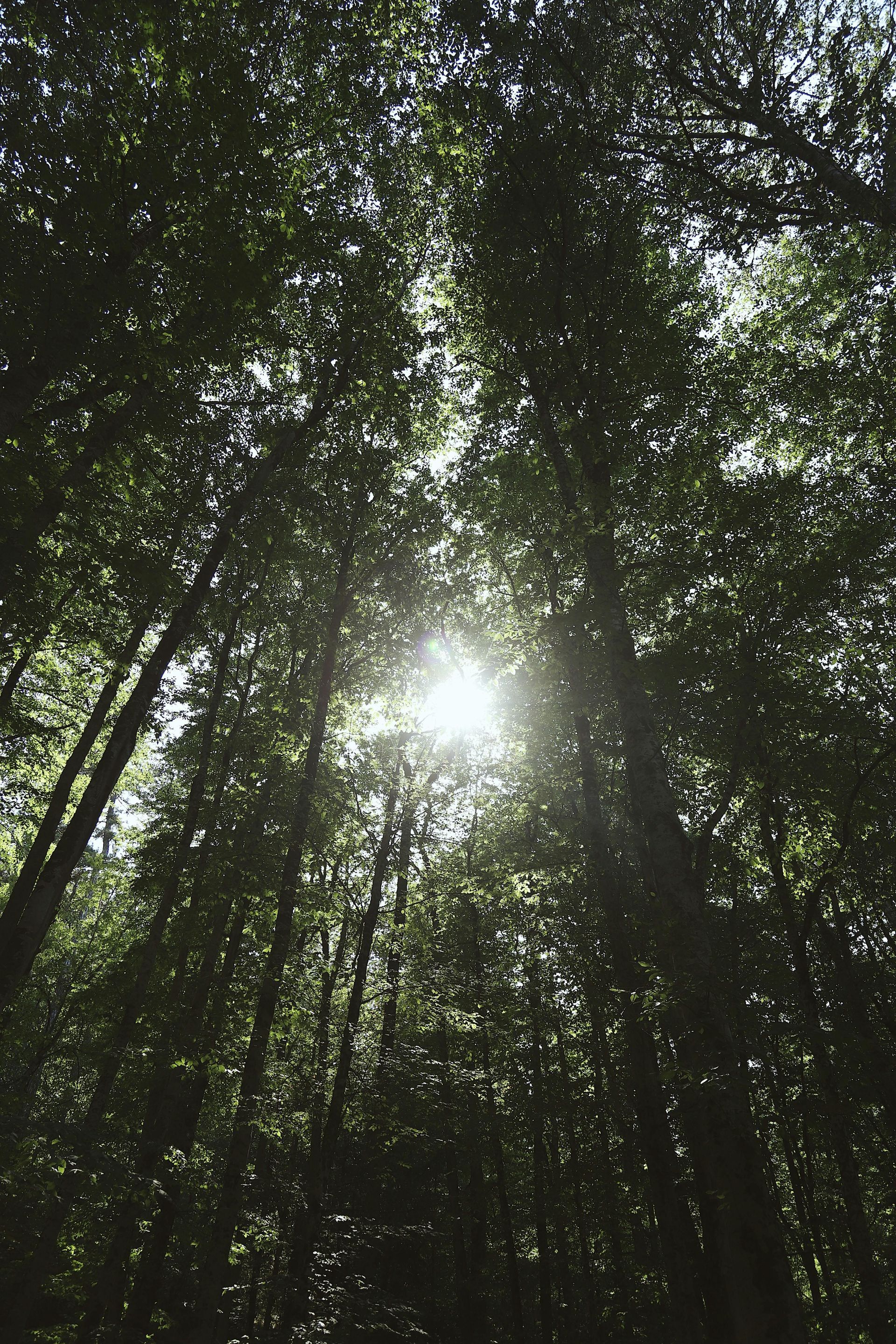 The sun shines through a dense canopy of tall, dark green trees, creating a bright starburst effect in the center.