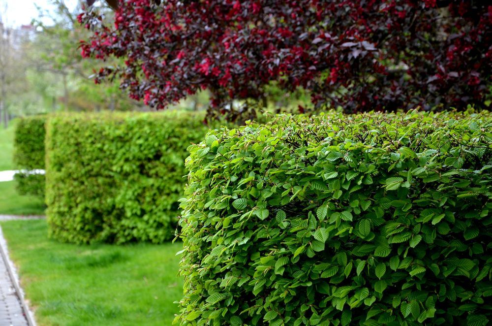 A row of green shrubs in a garden with a tree in the background.