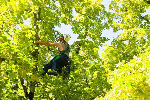 A Man In A Helmet Is Climbing A Tree — Fox Lake, IL — Joe Meyer Tree Service Inc