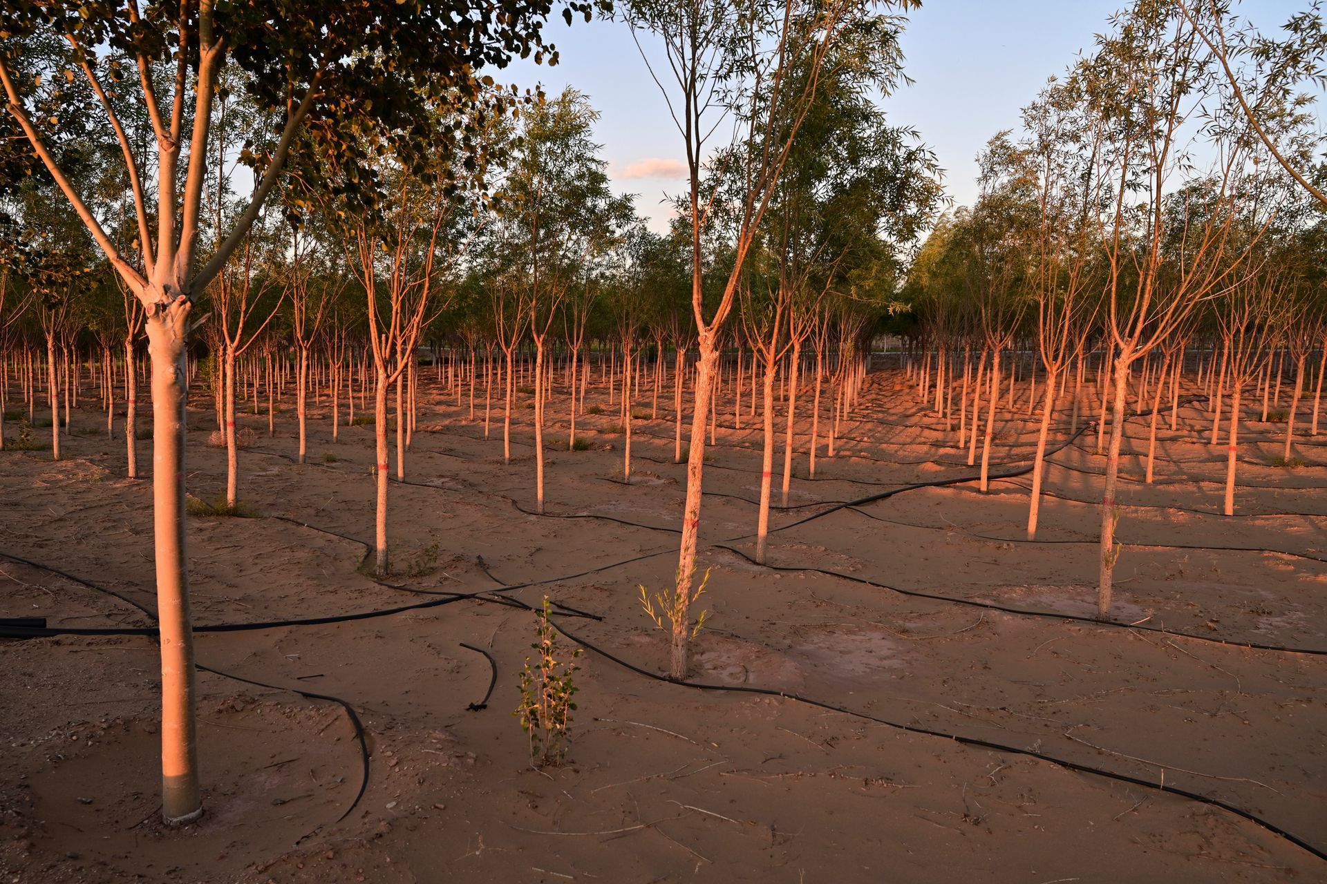 Many Tree Planted — Fox Lake, IL — Joe Meyer Tree Service Inc