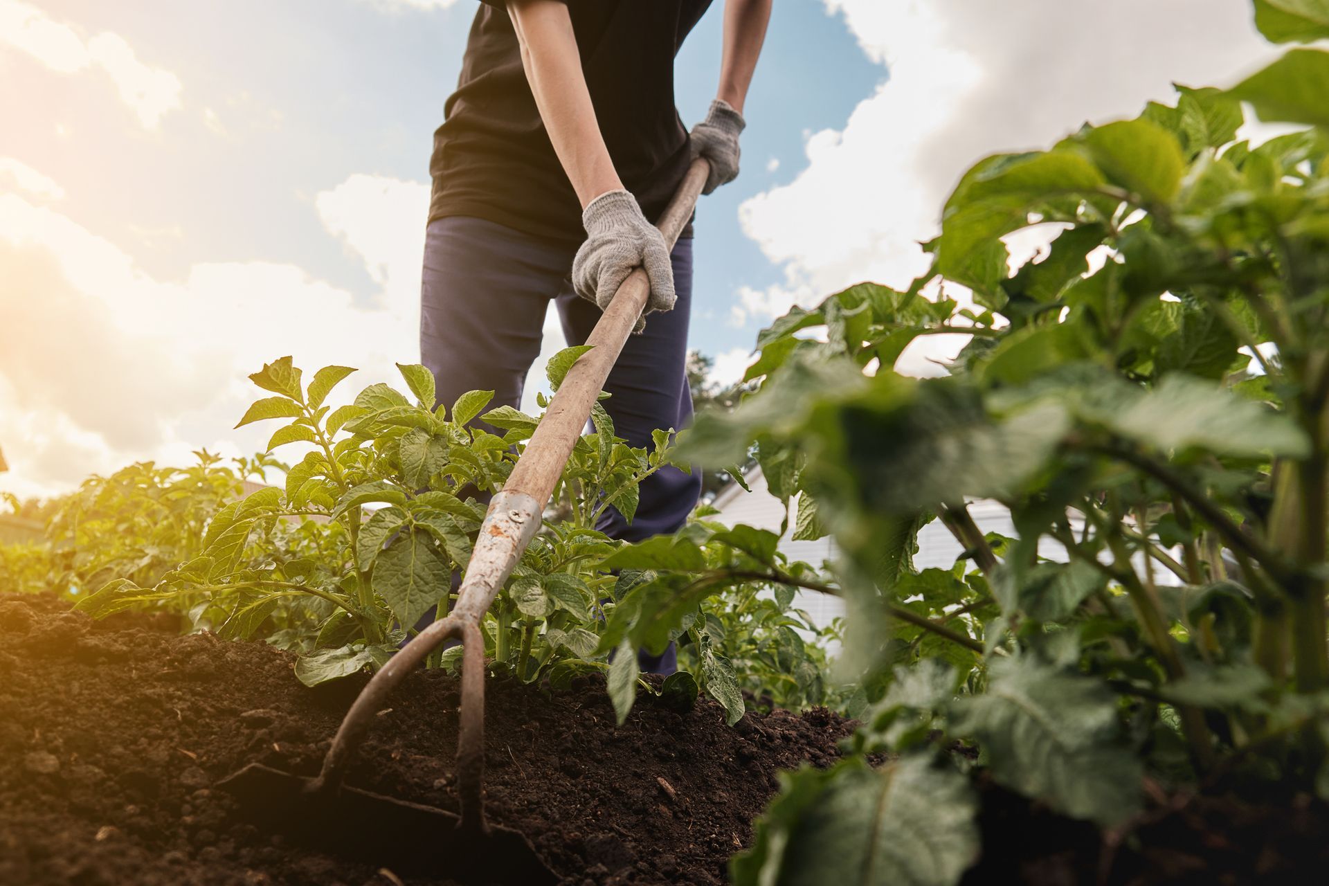 A person is digging in a garden with a hoe.