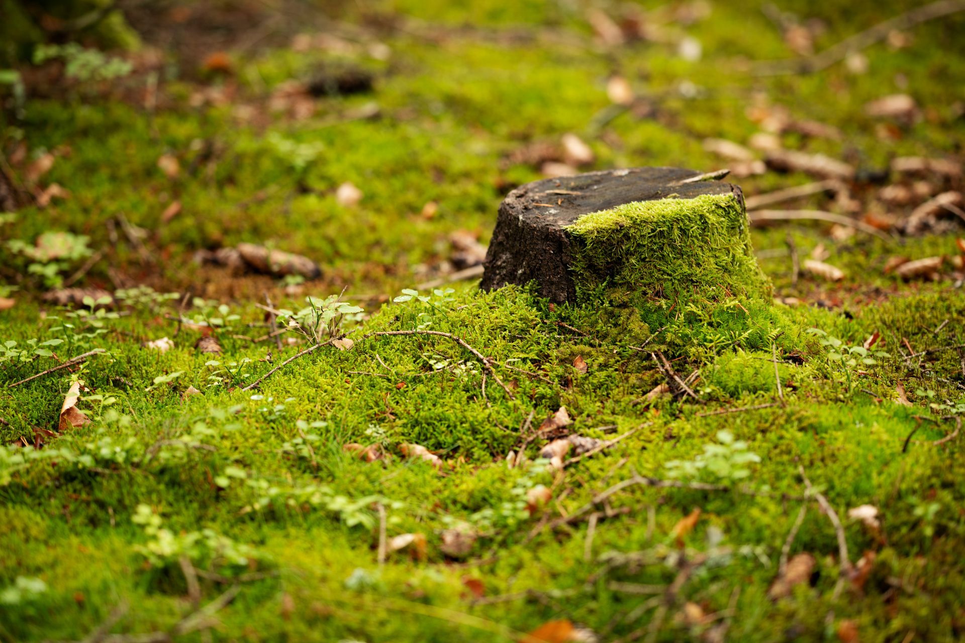 A tree stump covered in moss in the middle of a forest.