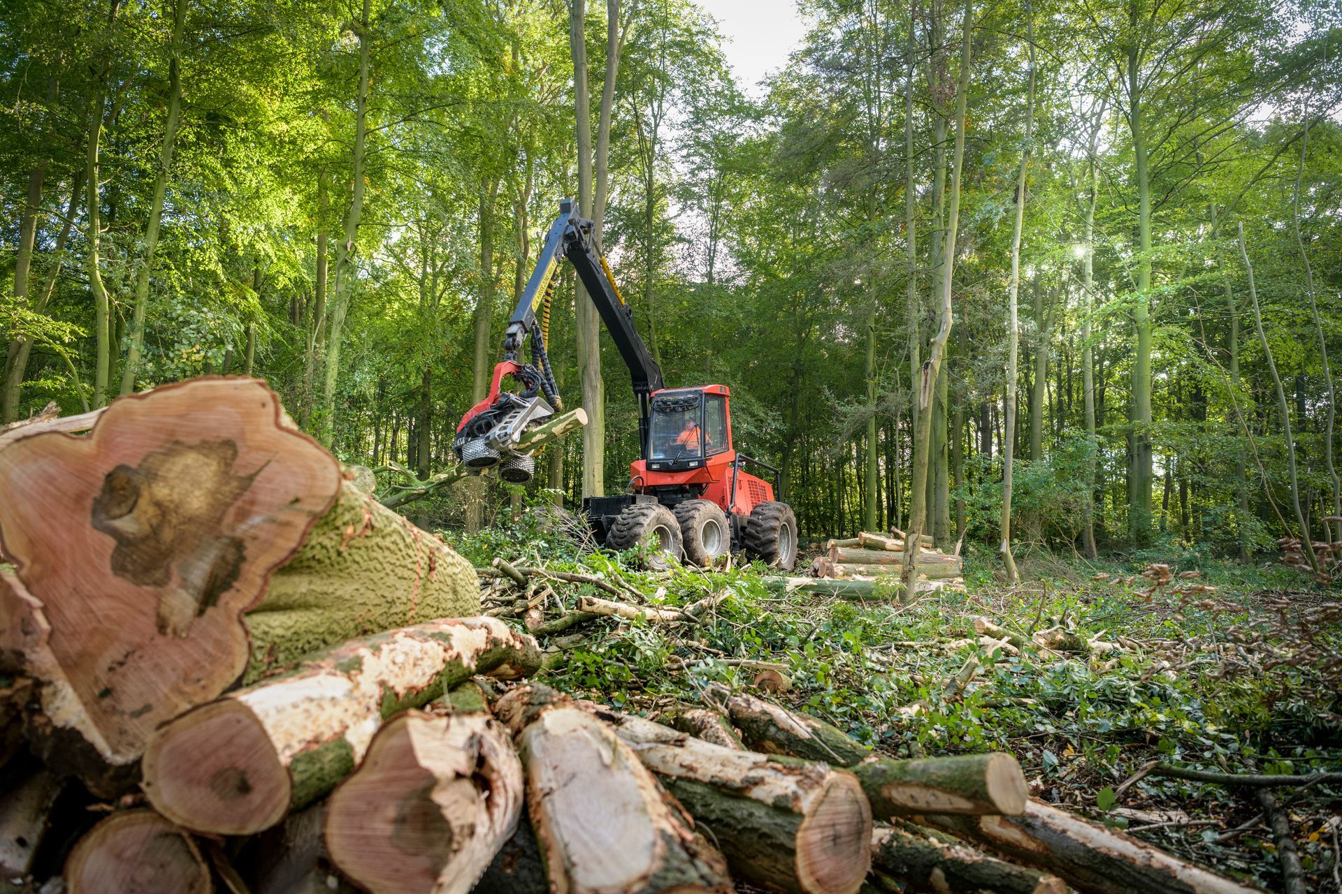 A tractor is cutting down trees in a forest.