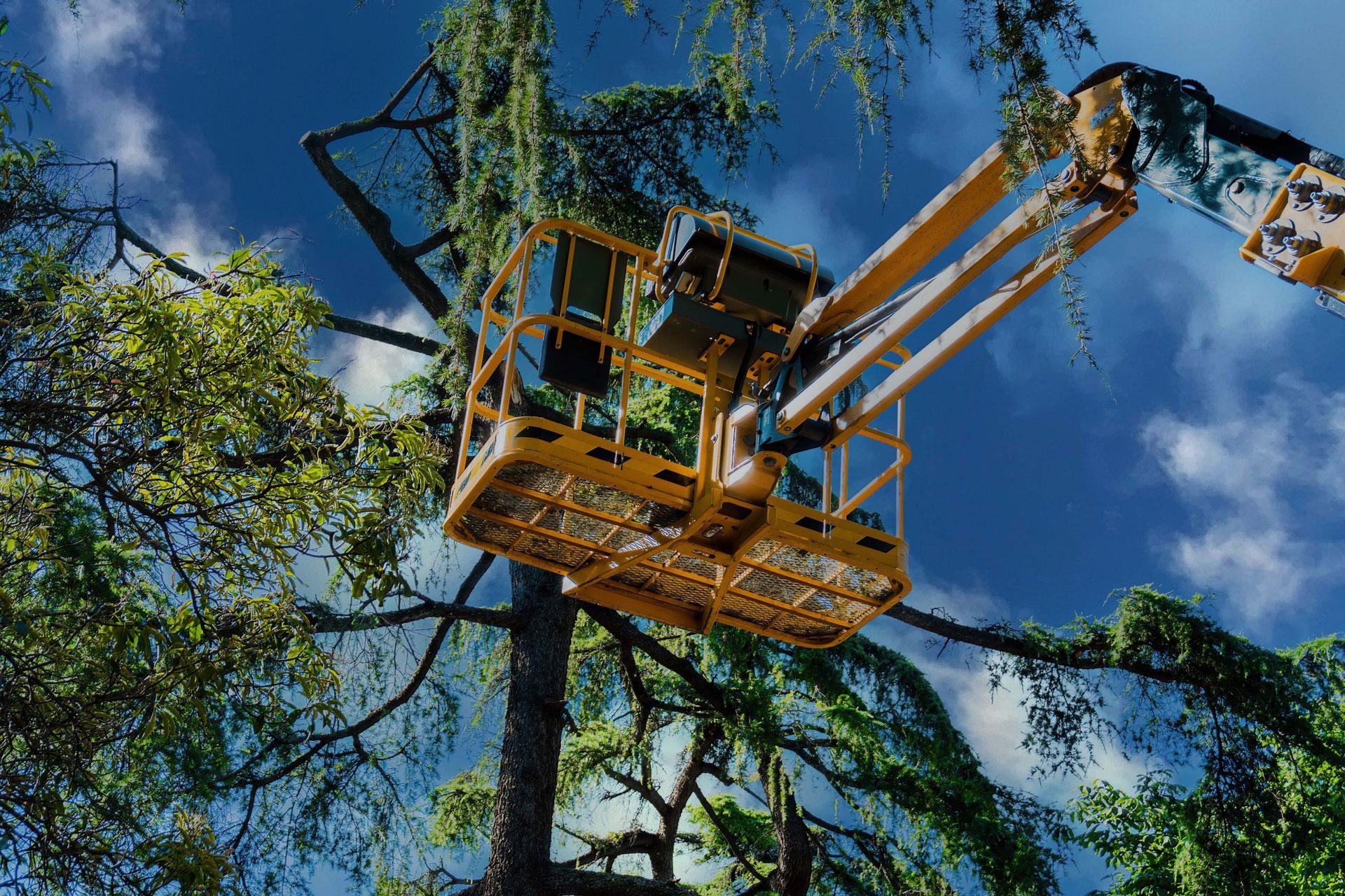 A person is cutting a tree with a crane.