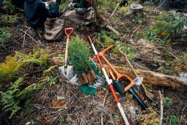 A group of people are planting trees in the woods.